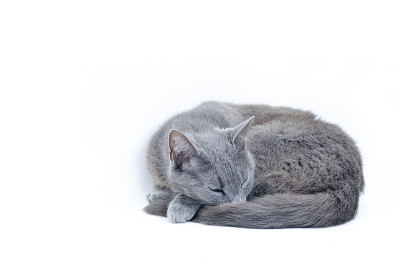 俄罗斯蓝猫工作室肖像