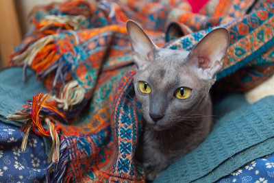 美丽的卷毛猫生气地看着镜头