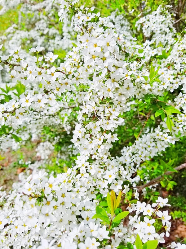 绣线菊在春天开花