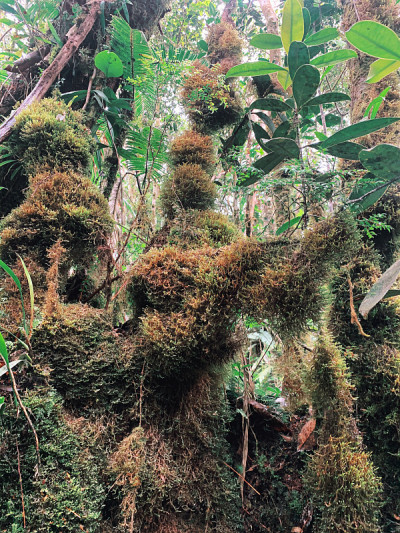 苔藓生长在树林里