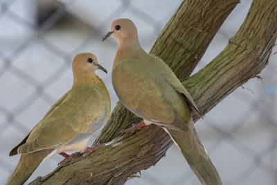 笑鸽子(Stretopelia senegalensis)栖息在树枝上