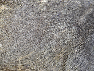 黑鹿皮毛