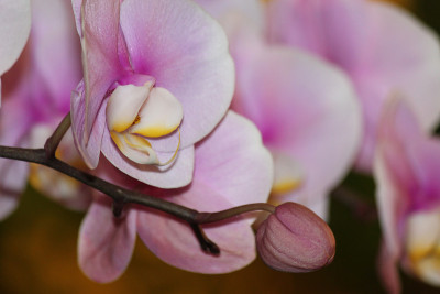 兰花的花