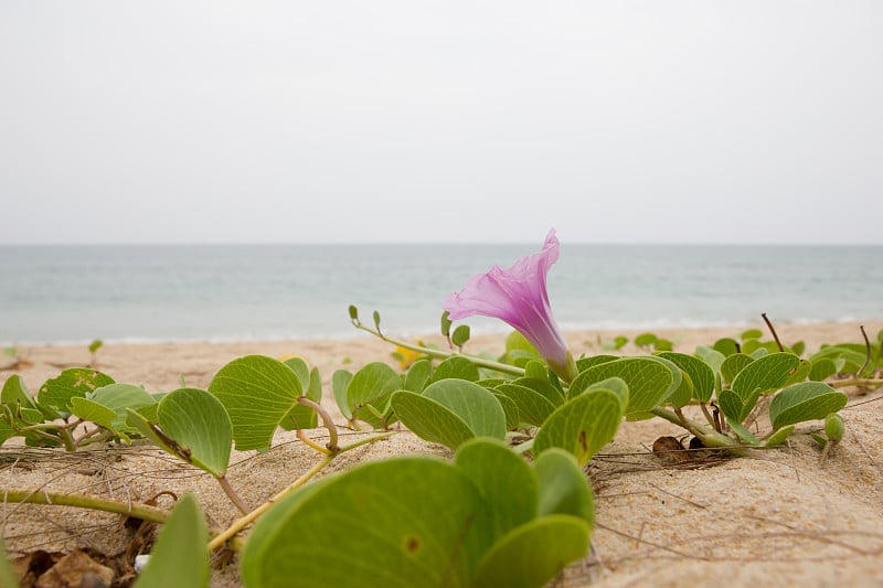 番薯的花