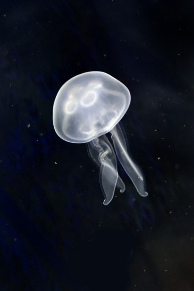 水母