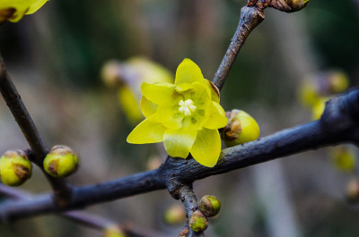 在公园里，腊梅花(Chimonanthus praecox)在二月中旬开放