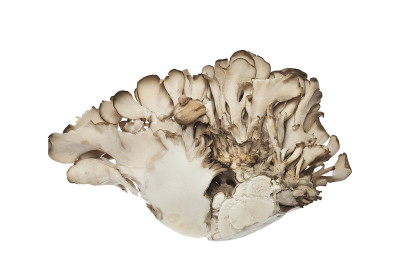 Maitake