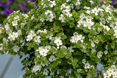 铃花或钟花