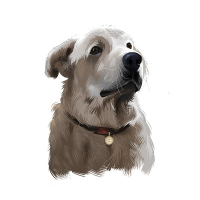 阿克巴什狗数字艺术插图孤立在白色的背景。家畜看守牧羊犬。土耳其国家犬种。可爱的小狗在项圈与金属，纯种