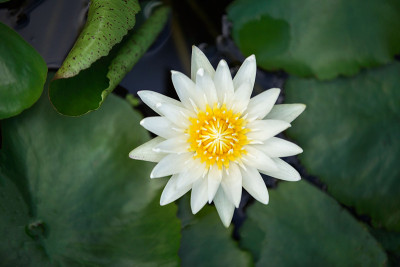 白色的睡莲花，花蕊为黄色(蛱蝶)