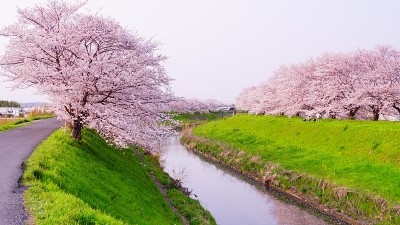 日本奈良的樱花树