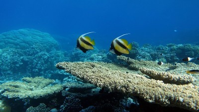 蝴蝶鱼。红海kabuba。