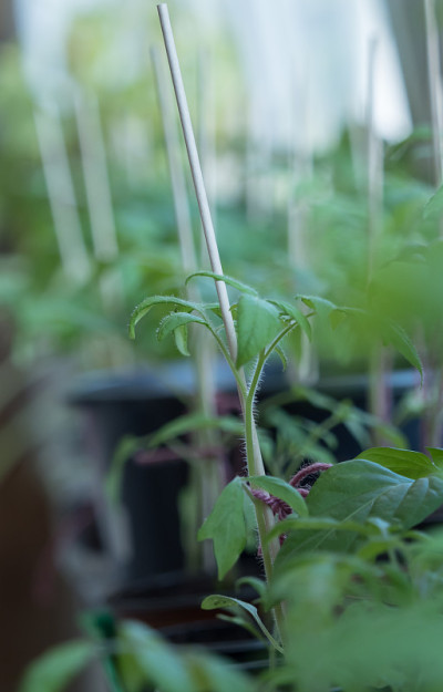 春季在室内种植番茄，然后移入花园