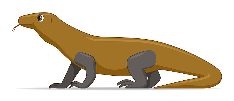 Komodo dragon animal standing on a white backgroun