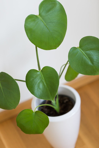 年轻的蓬莱蕉植物