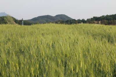 景观