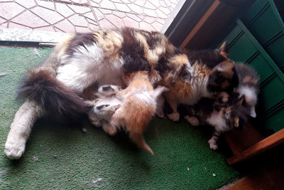 猫的家庭
