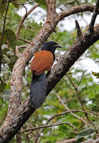 大Coucal