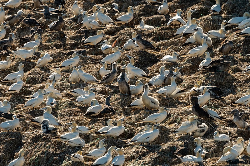 一群北塘鹅(Morus bassanus)