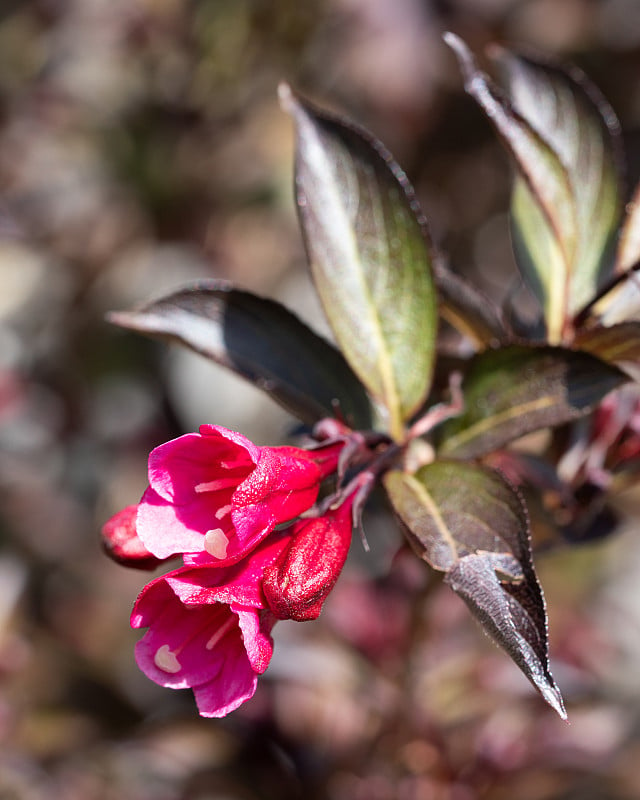 Weigela (Weigela佛罗里达)