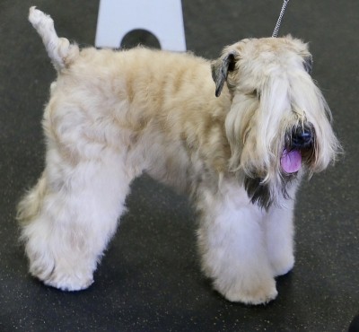的犬