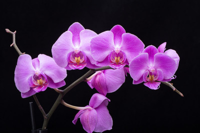 粉红色条纹兰花