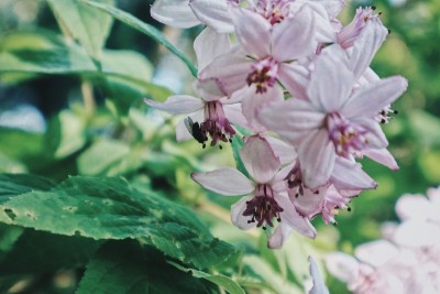 五颜六色的鲜花
