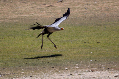 Secretarybird