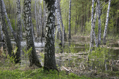 Birchwood