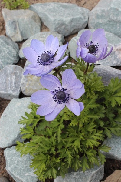 花园里盛开的银莲花