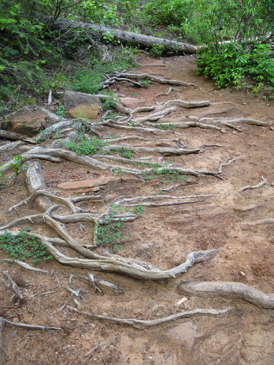 根林巷树