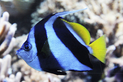 Pennant coralfish