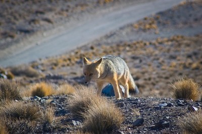 安第斯狐，也被称为culpeo (Lycalopex culpaeus)在维拉维森西奥自然保护区，门