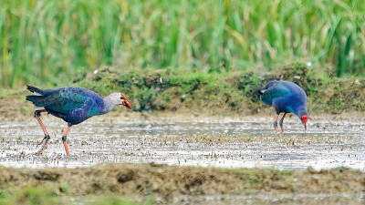 Swamphen