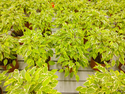 热带榕属植物在商店