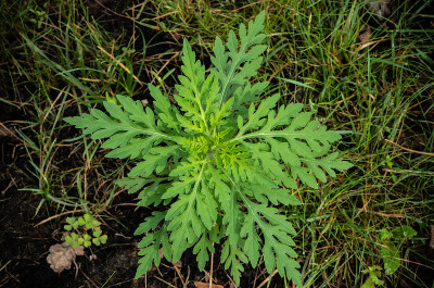 草中生长着一株小豚草。