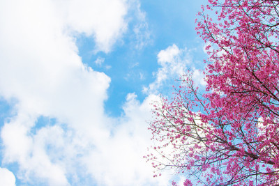 喜马拉雅樱桃（Prunus cerasoides）