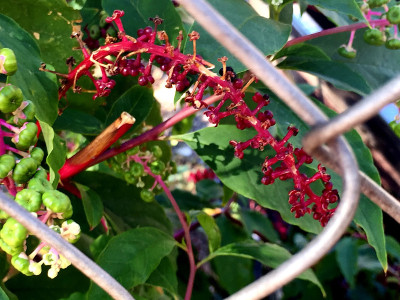 刺莓果