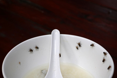 在一盘食物上飞行