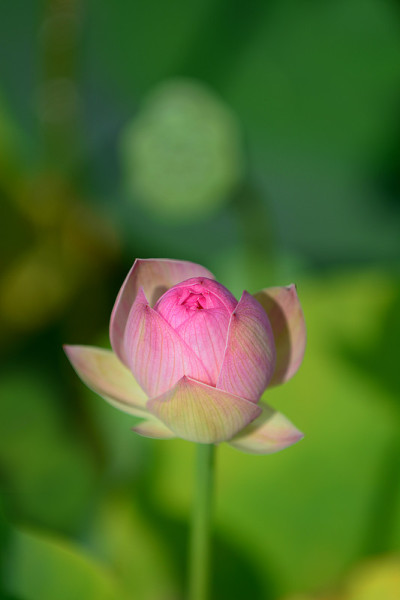 红色的荷花