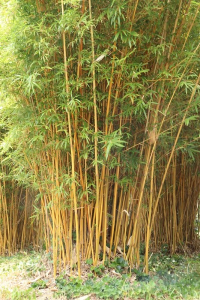 金竹奥贡奇库， 霍洛赫里萨， 菲洛斯塔奇斯班布索德