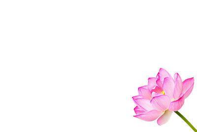 的莲花