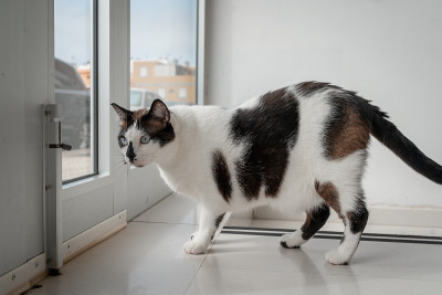 一只胖胖的蓝眼睛黑白相间的猫从前门往外看