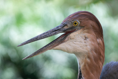 一只歌利亚苍鹭(Ardea Goliath)，又称巨型苍鹭，它的嘴紧闭着。