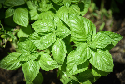 绿色的罗勒叶植物生长在菜园种植园/新鲜的甜罗勒香草