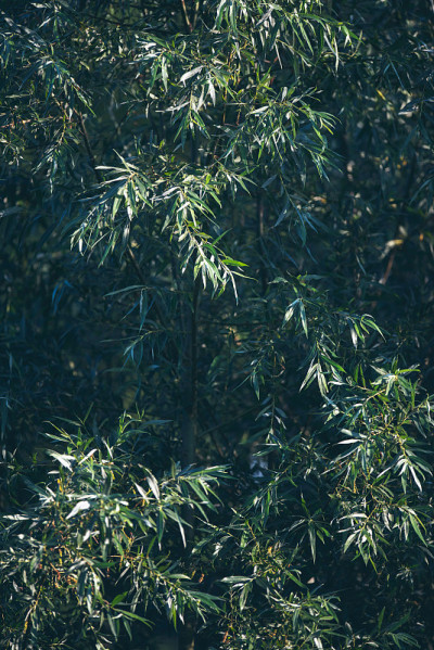 风中的树叶的特写。