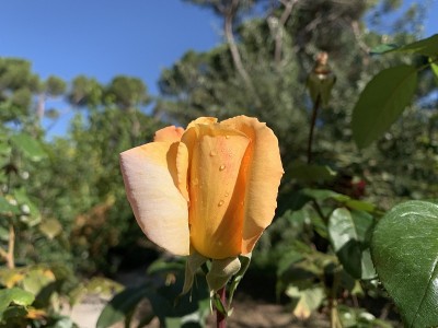 栀子花