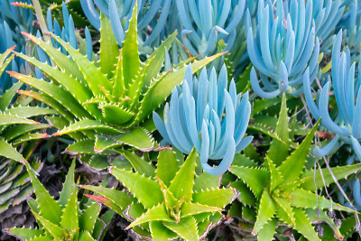 芦荟和蓝色粉笔棒(Senecio serpens)植物-对比绿色花卉背景
