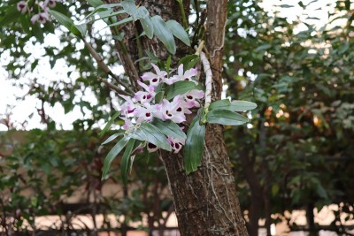 美丽的兰花种植在树上。