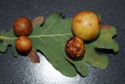 嘎树或橡木